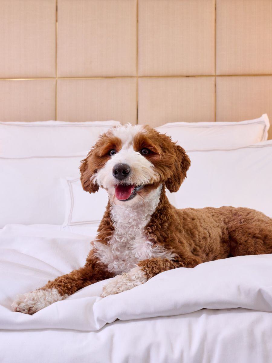 Cabernet & Canine Package