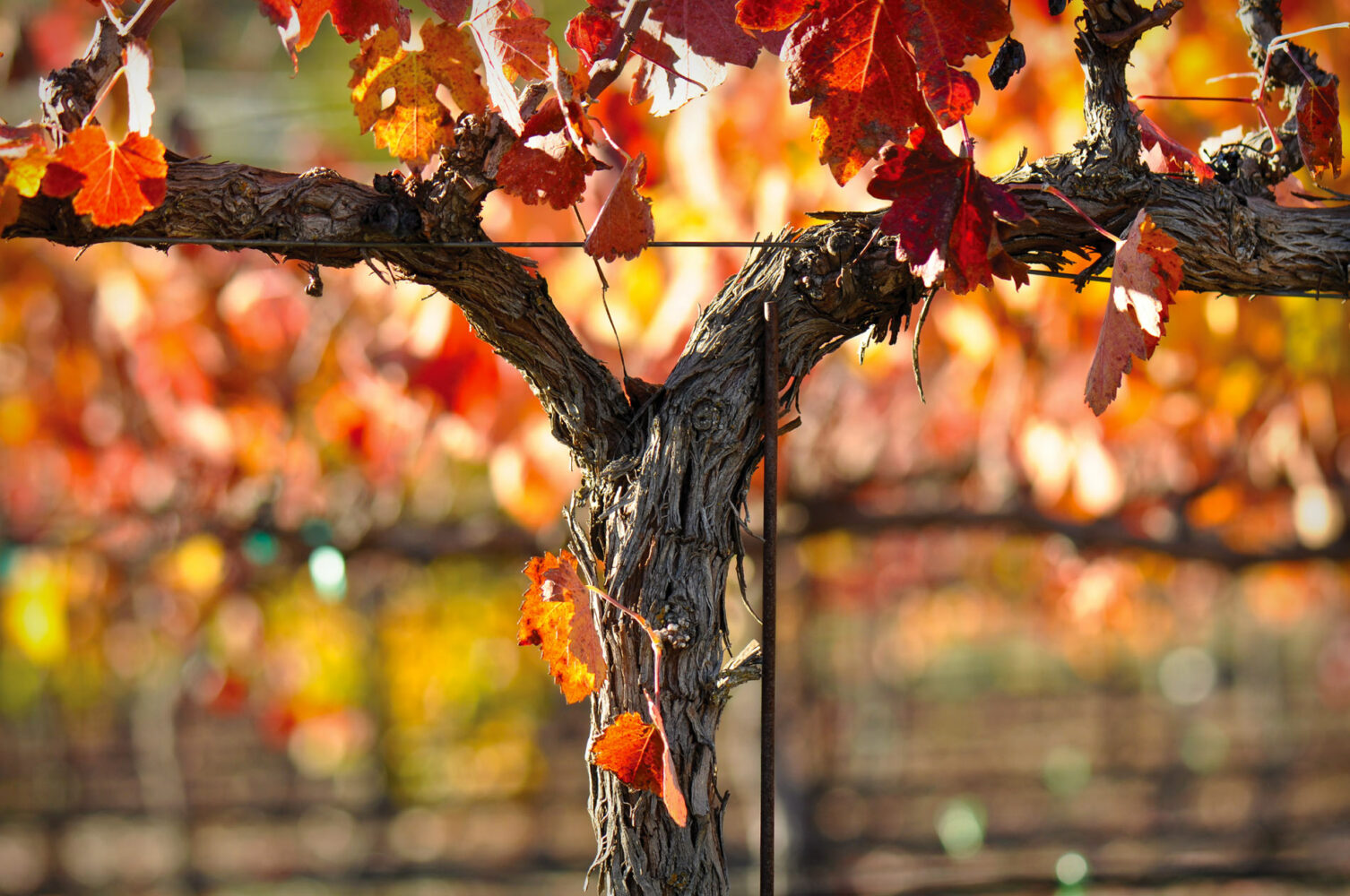 Fall foliage in Napa