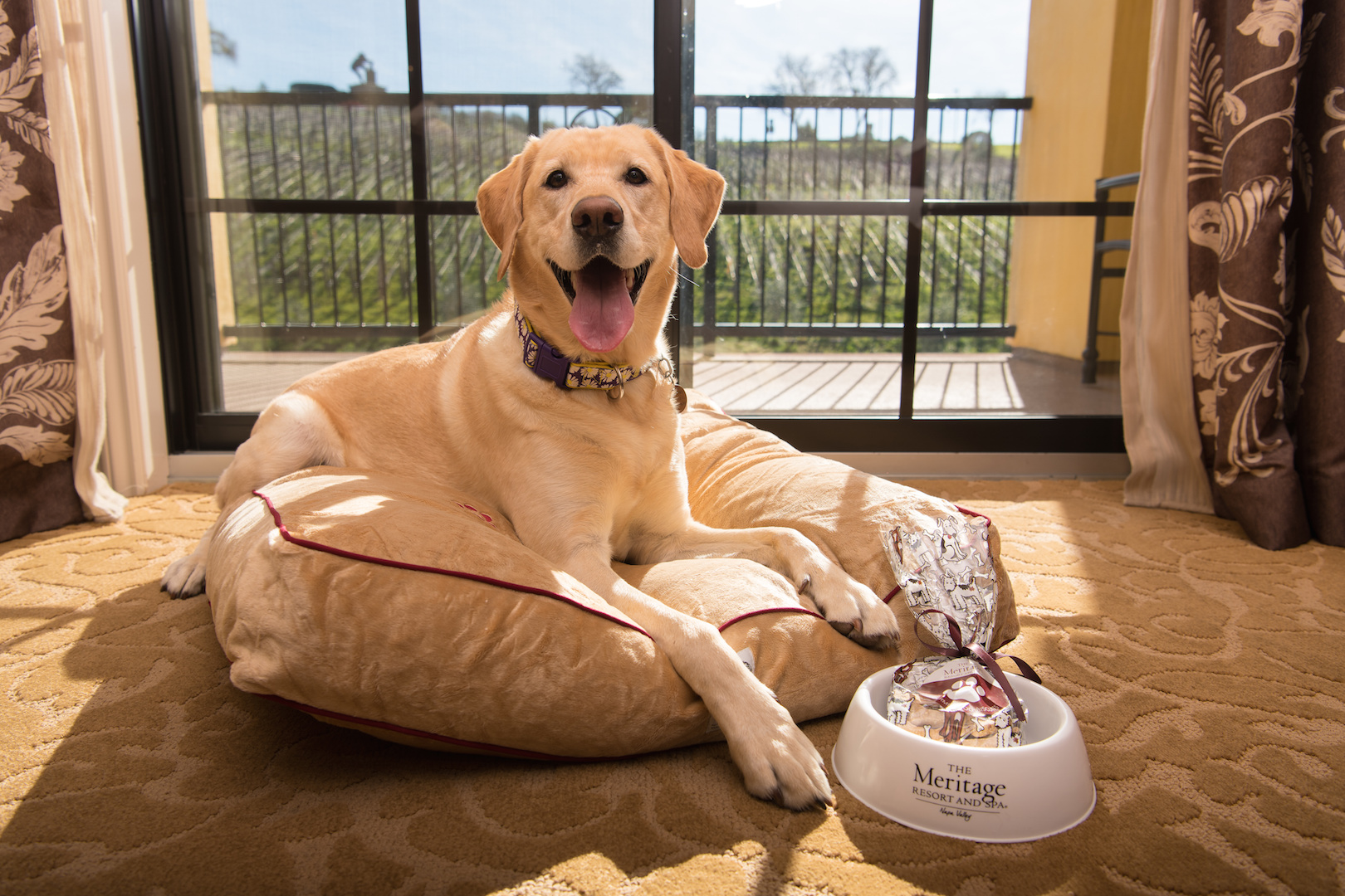Happy dog laying down with treats at pet-friendly The Meritage Resort in Napa
