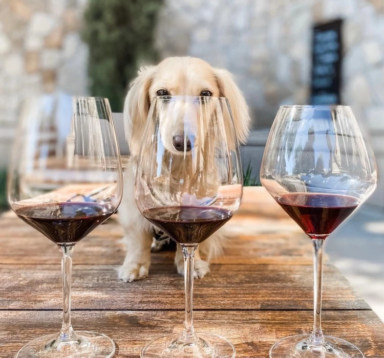 Wags N Wine Festival Downtown Napa Event